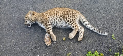 Two leopard cubs killed in road accident in the Nilgiris
