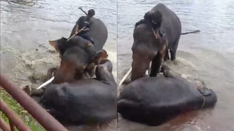 Karnataka elephant succumbed to injuries