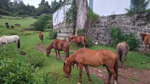 A herd of horses seen roaming freely in the Nilgiris.