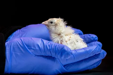 hatchling