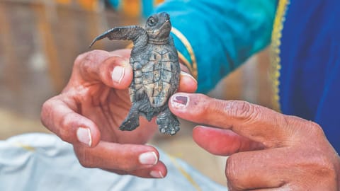 A Olive Ridley hatchling seen recently on the Tamil Nadu coast