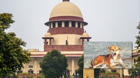 Supreme court, (inset) stray dog