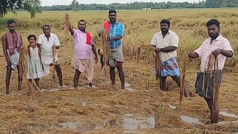 Delta farmers exhibit rain-damaged crop