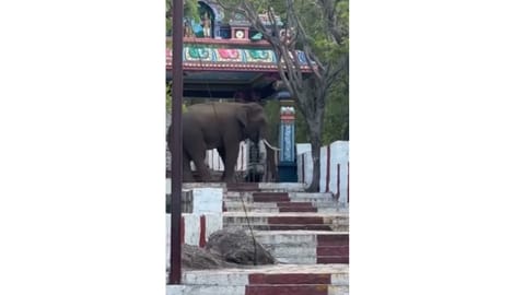 Wild elephant at the stepway of the temple in Coimbatore