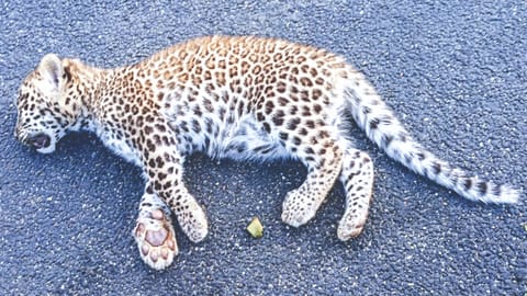 A leopard cub knocked down by an unidentified vehicle in the Nilgiris