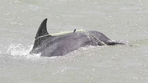 Prolonged Suffering: Saving entangled marine giants: early intervention matters