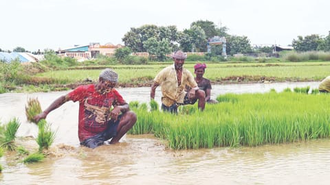 Farmers at work in Thanjavur district