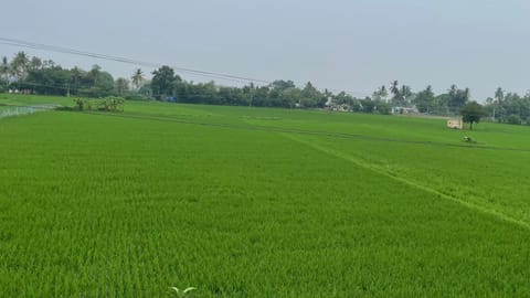 KURUVAU CULTIVATION-TIRUCHY