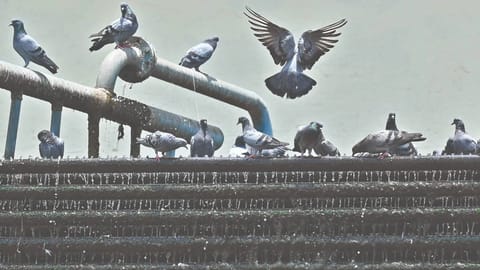 Pigeons