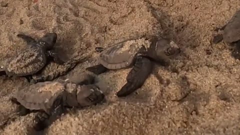Hatchlings
