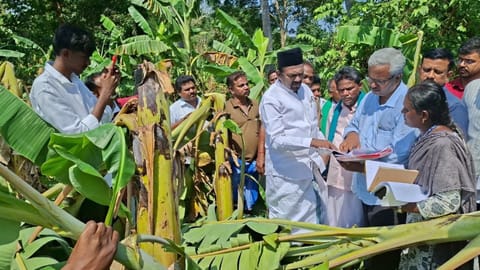 State Minister AM Shahjahan inspecting the damaged banana crop at Papanasam in Thanjavur on Tuesday
