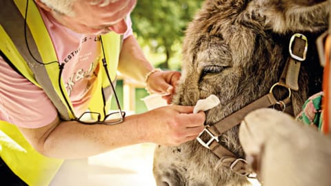Therapy donkeys