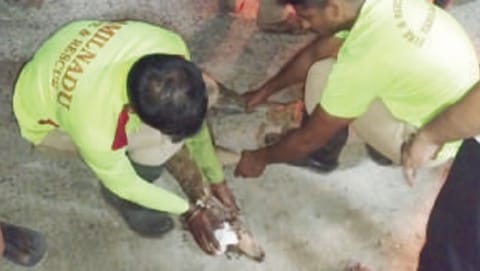 Spotted deer fawn rescued after stray dog attack