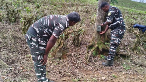 Tiger census in Anaimalai