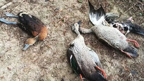 Carcasses of Spotbilled Ducks and some fish floating in the waterbody on Friday afternoon