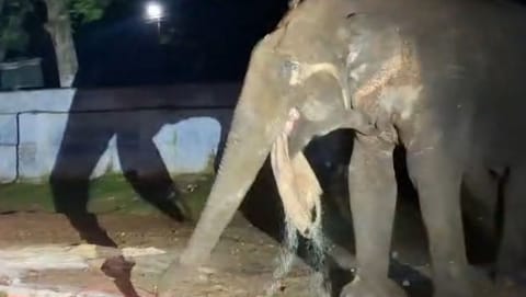 Wild elephant devours rice from the ration shop