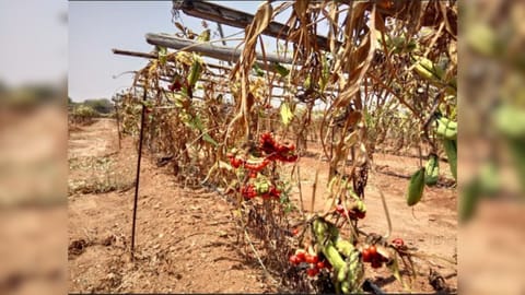 A farm in Mulanur in Tirupur district