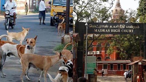 The court further directed authorities to remove stray dogs from educational institutions, hospitals, bus terminals and railway stations to safeguard public safety
