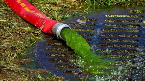Green lagoon: Presidency distils Trump to his essence