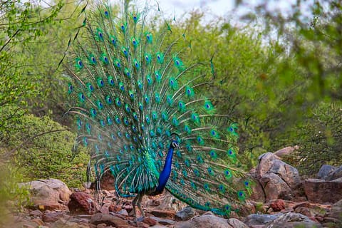 forest bird