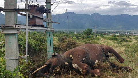 Elephant dies of suspected electrocution in Coimbatore.