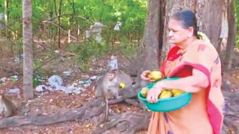 Retired police officer Malathi feeding monkeys in Tirupparankundram