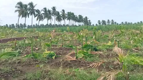 Destroyed arecanut farm in Namakkal