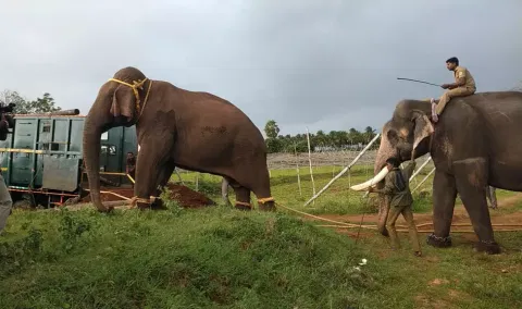 The captured ‘makhna’ being pushed into a vehicle with the help of a trained kumki elephant