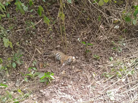 Carcass of one of the two tiger cubs found in the Mudumalai Tiger Reserve