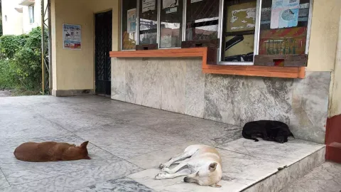 Stray dogs in front of the closed ticket counter at the station