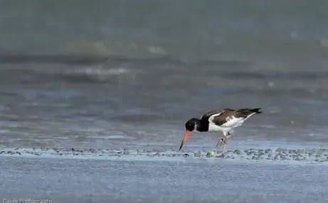 138 bird species recorded during census in Ramnad wetland sites