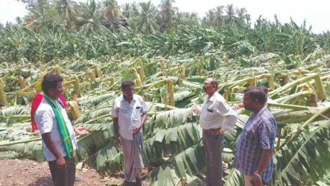Heavy winds ravage acres of plantain farms in western districts