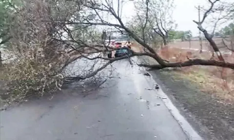 Road blocked in Jamnagar due to fallen trees