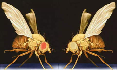 These flies age faster after witnessing death