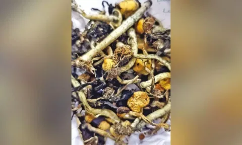 Magic mushrooms seized by Kodaikanal police in Dindigul district.