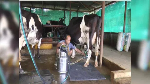Milk production in India (Photo: ANI)