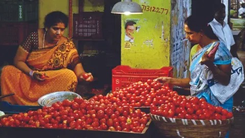 representative image for tomato