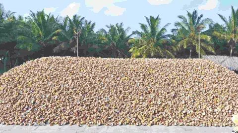 Drastic drop in prices of copra