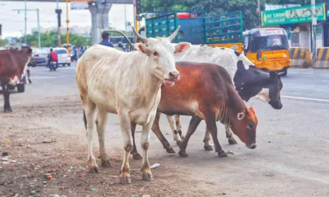 Representative image ( Photo: Hemanathan M)