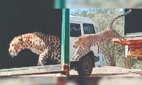 Captured leopard being released into the forest. 