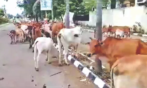 Stray cattle 