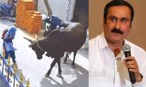 Video grab of 9-year-old Ayesha being attacked by the cow; PMK president Anbumani Ramadoss