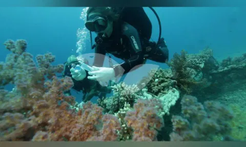 Coral Reefs in the Gulf of Eilat (Image: ANI)