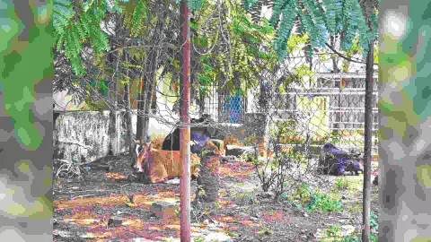 Cattle taking shelter in the park