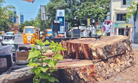 Trees that were chopped down near the Egmore Metro Station Photo: Justin George