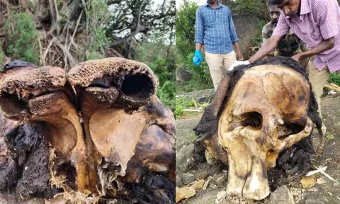 Elephant carcass 