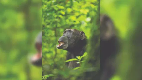 Chimpanzee