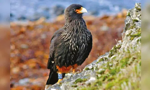 Freakishly smart falcons run these islands