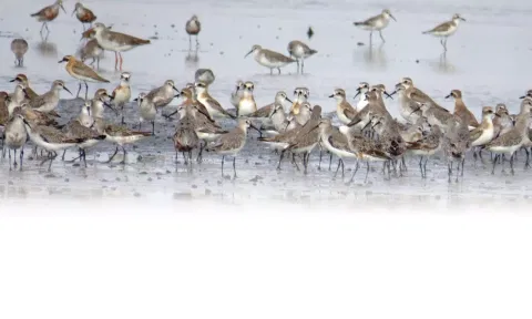  Point Calimere bird