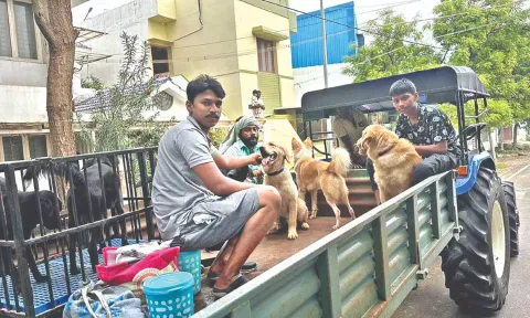 DJ Sams with the rescued canines.